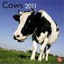 Cows 2011 Square 12X12 Wall Calendar