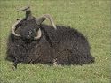 Jigsaw of Multi-horned Hebridean sheep (ram) from Ardea