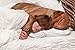 Bed Pillow With Delicate Handmade Organic Cotton Shell. Your Pure Sleep Standard 20x26 Size Works With Twin & Queen Beds & Pillowcases. Made In USA By A Family Company Thats Been Around For Decades.