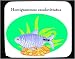 Mouse Pad with fish, aquarium