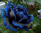 Midnight Supreme Rose Bush Flower Seeds 10 Stratisfied Seeds