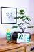 Large Indoor Evergreen Bonsai Tree – Shaped Chinese Elm (30cm Pot)