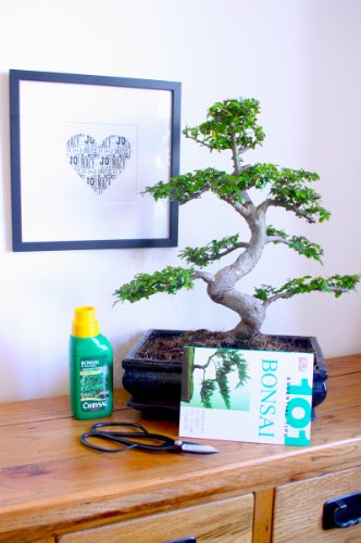 Large Indoor Evergreen Bonsai Tree – Shaped Chinese