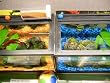 Zoo Med Laboratories AZMBL20 Betta Hammock