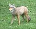 Flambeau Nst Series Coyote Decoy