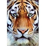 Tiger Face Jigsaw Puzzle 1000pc