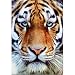 Tiger Face Jigsaw Puzzle 1000pc