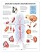 Understanding Hypertension Chart