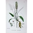 BOTANY PLANTS c1902 SPIKED RAMPION PHYTEUMA SPICATUM