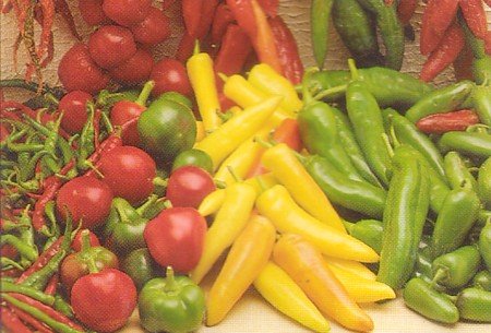 Growing pepper