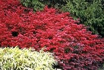 Fire Ball Burning Bush