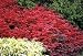 Fire Ball Burning Bush - Euonymus - NEW! - Also Bonsai!