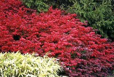 Fire Ball Burning Bush