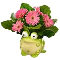 Joyful Beginnings Pink Gerbera Daisy Plant