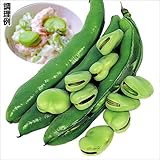 【メール便配送】　国華園　野菜たね　マメ　一寸そら豆　1袋(25ml入)