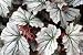 Angel-wing Begonia - 24