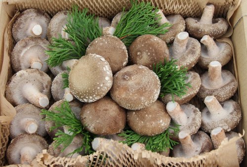 【島根県産】 極肉厚で『プリップリ』の食感な菌床生しいたけ(サンマッシュ) 小箱 【島根県産】 極肉厚で『プリップリ』の食感な菌床生しいたけ(サンマッシュ) 小箱