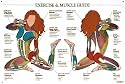 Exercise & Muscle Guide Chart (Female)