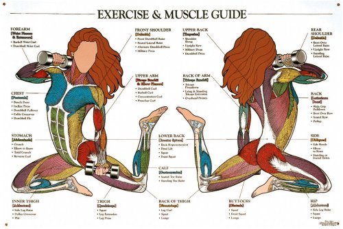 Buy Exercise & Muscle Guide Chart (Female) (Anatomical Chart Company ...
