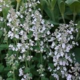 キャットミント（ネペタ） ：ピンクキャンディー3～3.5号ポット4株セット