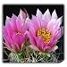 Pink Cactus Flower Canvas Print 12