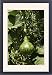 Framed Prints of WAT-14432 Wild bottle gourd / Calabash from Ardea Wildlife Pets