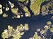 Huts Are Built on Floating Vegetation, The People Subside on Fish, Zambia Photographi...