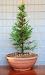 Bonsai Tree POSTCARD Wellingtonia Giant Redwood Sequoia Photo - Steve Greaves