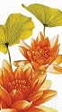 Design Design Paradise Bloom Guest Towel/buffet Napkin, 15-Count Packages (Pack of 3)