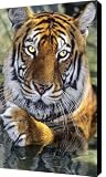 A Bengal Tiger Enjoys a Little Pool Time Canvas Print - Canvas Art