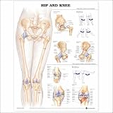 Hip and Knee Anatomical Chart