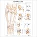 Hip and Knee Anatomical Chart