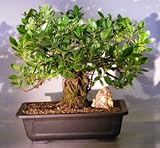 51LKn1jSG L. SL160  Bonsai Boys Ficus Retusa Bonsai Tree   Banyan Style ficus retusa