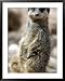 Jenny the Meerkat Shows Her New Babies How to Stand at London Zoo, June 2005 Framed Art Poster Print by Mirrorpix, 31x39