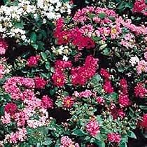 Little Chief Crape Myrtle 4 Plants-Lagerstroemia-Out/In
