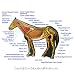 Left Lateral View of Horse Veterinary Chart (For Veterinarian, Student, and Professio...