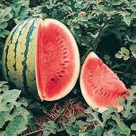Watermelon - Crimson Sweet - 50 Seeds