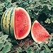 40 Seeds, Watermelon "Crimson Sweet" (Citrullus lanatus) Seeds by Seed Needs