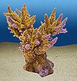 ACROPORA ABROTANOIDES