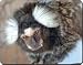 MARMOSET MONKEY Mouse Mat