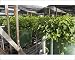 Photographic Prints of Hydroponic waste management system from Science Photo Library Photographic Prints of Hydroponic waste management system from Science Photo Library