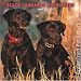   - Black Labrador Retriever Dog - 2008 Browntrout Wall Calendar 12''x12''