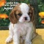 Cavalier King Charles Spaniel Puppies 2009 7X7 Mini Wall Calendar