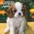 Cavalier King Charles Spaniel Puppies 2009 7X7 Mini Wall Calendar