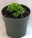 Pin-Cushion Spikemoss - Selaginella - Terrarium Plant