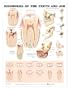 Teeth Jaw Disorders Chart
