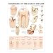 Teeth Jaw Disorders Chart