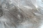 1g - plumes de CDC (Cul de Canard) GR...