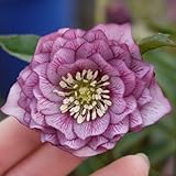 ☆松村園芸・実生選抜苗 クリスマスローズ ピコティダブル　9cmポット苗