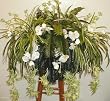 GIANT Tropical Cycas Palm & Orchid Ledge